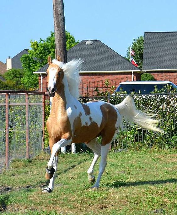 Palomino Horses